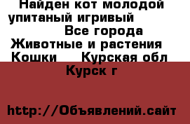 Найден кот,молодой упитаный игривый 12.03.2017 - Все города Животные и растения » Кошки   . Курская обл.,Курск г.